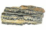 Mammoth Molar Slice With Case - South Carolina #291177-1